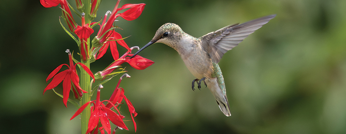 Native Plant Presale 2026